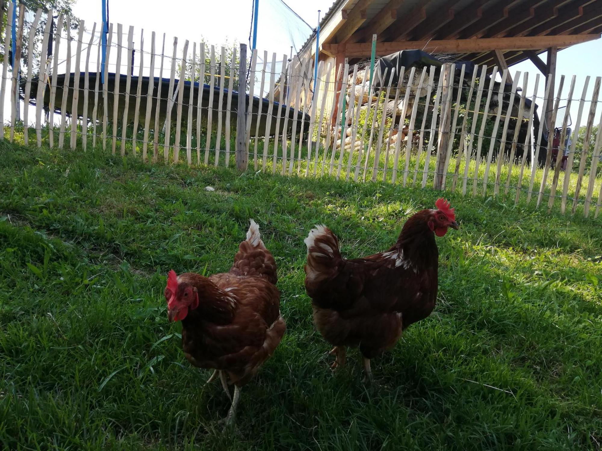 Apartament Biobauernhof Schuster Hopfgarten im Brixental Zewnętrze zdjęcie